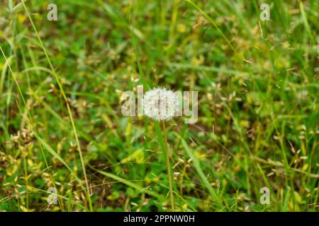 Gros plan de Dandelion décoloré sur fond vert. Taraxacum officinale. Banque D'Images