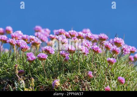 Thrift de mer / rose de mer (Armeria maritima) en fleur le long de la côte atlantique en été Banque D'Images