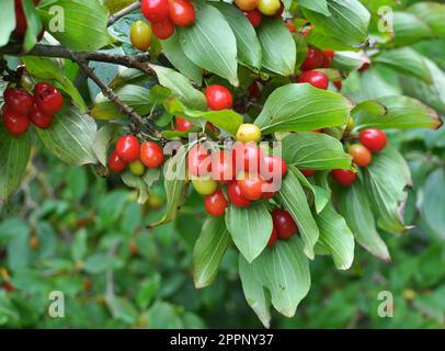 Dans le jardin sur une branche d'arbre mûrissent des fruits en bois de chien Banque D'Images