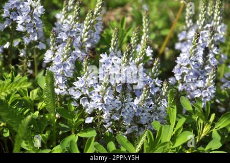 Au printemps, Veronica prostrata fleurit dans la nature parmi les graminées Banque D'Images