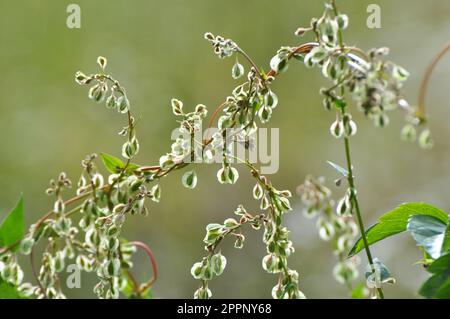 Sarrasin d'arbuste sauvage (Falopia dumetorum), qui se tord comme une mauvaise herbe poussant dans la nature Banque D'Images