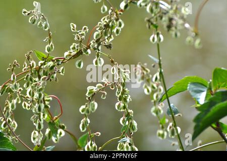 Sarrasin d'arbuste sauvage (Falopia dumetorum), qui se tord comme une mauvaise herbe poussant dans la nature Banque D'Images