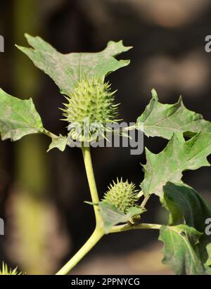 Dans la nature pousse une plante toxique et médicinale - Datura stramonium Banque D'Images