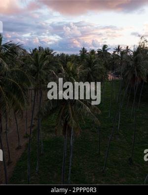 Tir de haut en bas de drone aérien de forêt de palmiers à Hawaï Banque D'Images