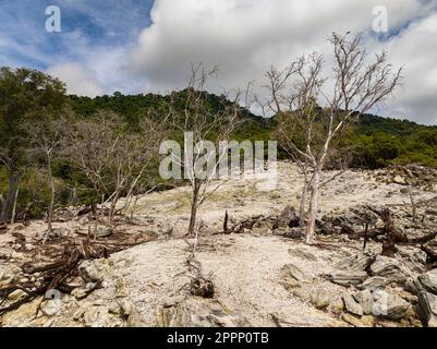 Conséquences d'une éruption volcanique avec terre brûlée et arbres morts. Île de WEH. Indonésie. Banque D'Images