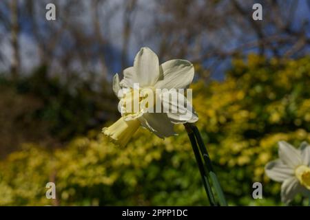 Spring Sunshine illumine les jonquilles blanches avec des pétales blancs et un corona en forme de trompette jaune pâle, Valley Gardens, Harrogate, Royaume-Uni. Banque D'Images