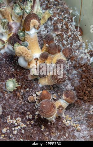 Champignons mexicains sains psilocybe dans une boîte en plastique humide sur le plateau chaud Banque D'Images