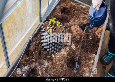 Vue rapprochée de la femme en serre arrosant s'approfondissant dans le lit de jardin avant de planter des plants de tomate. Suède. Banque D'Images