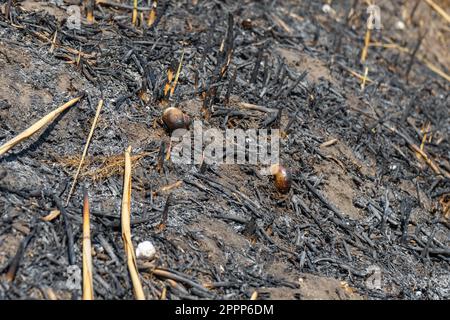 conséquences d'un incendie d'herbe. terre brûlée et coquilles d'escargots après avoir brûlé de l'herbe sèche. Banque D'Images