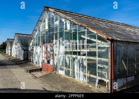 Serre abandonnée. Le complexe de serre abandonné a été détruit. Vieilles serres délabrées Banque D'Images