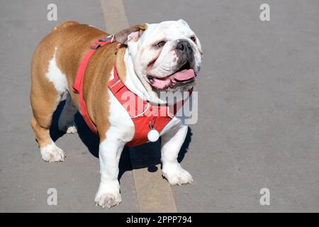 Chien de taureau britannique debout sur la route Banque D'Images