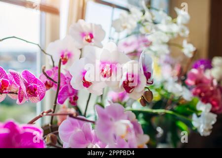 Orchidées de phalaenopsis en fleurs. Les orchidées blanches, pourpres, roses, orange et rouges fleurissent sur le rebord de la fenêtre. Fleurs maison Banque D'Images