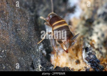 Cricket ANT, cricket Myrmecophilous, cricket Ant's Nest (Myrmecophilus acervorum). Les insectes orthoptères de la famille des Myrmecophilidae. Banque D'Images