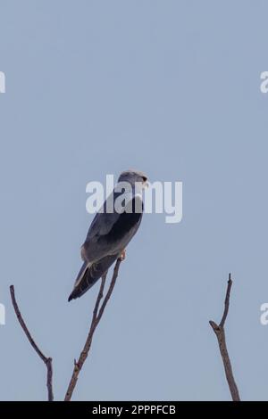 cerf-volant à épaulement noir sur l'arbre Banque D'Images