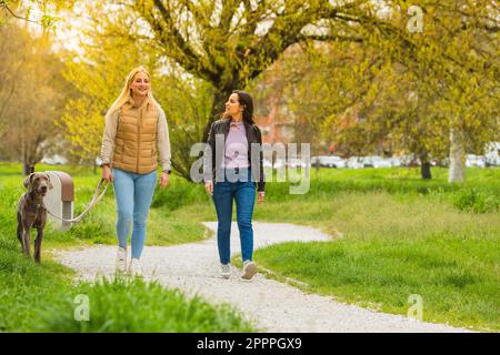 Deux amis caucasiens, un blond et un brunette, marchant avec un chien Weimaraner dans un parc en plein air. Moment de temps libre pour être dans la nature Banque D'Images