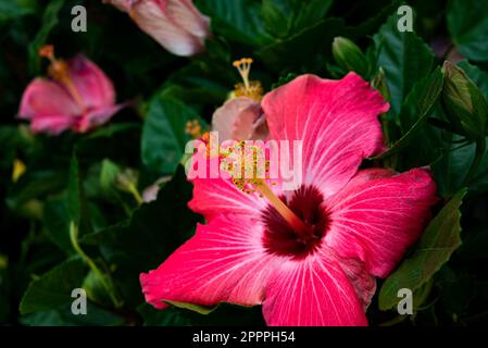 Hibiscus est un genre de plantes de la famille des Malvacées,. Le genre est assez grand, composé de plusieurs centaines d'espèces indigènes Banque D'Images