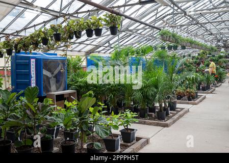 Femme dans un magasin de shouse vert pour faire du shopping pour les plantes de maison Banque D'Images