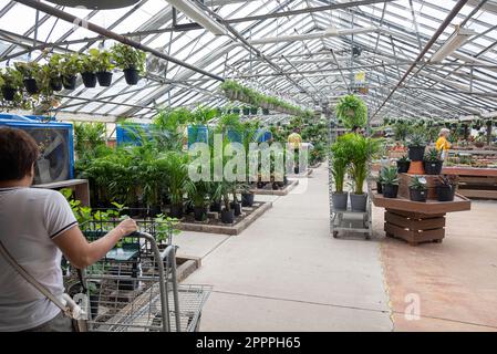 Femme dans un magasin de shouse vert pour faire du shopping pour les plantes de maison Banque D'Images