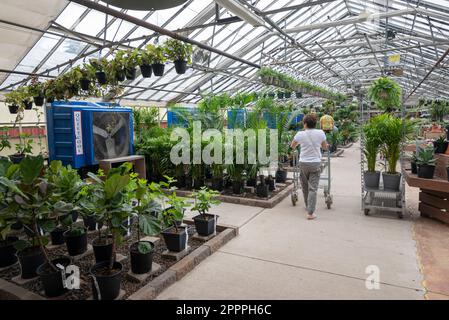 Femme dans un magasin de shouse vert pour faire du shopping pour les plantes de maison Banque D'Images