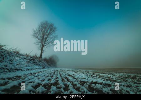 un seul arbre dans le brouillard sur un champ enneigé Banque D'Images