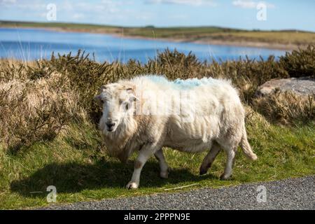 Devon & Cornwall Longwool brebis, Bodmin Moor, Cornwall, Royaume-Uni Banque D'Images