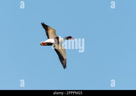 Wangerooge, Allemagne. 14th avril 2023. 14.04.2023, Wangerooge. Un Shelduck (Tadorna tadorna) vole dans le ciel au-dessus de l'île frisonne orientale de Wangerooge. Crédit: Wolfram Steinberg/dpa crédit: Wolfram Steinberg/dpa/Alay Live News Banque D'Images