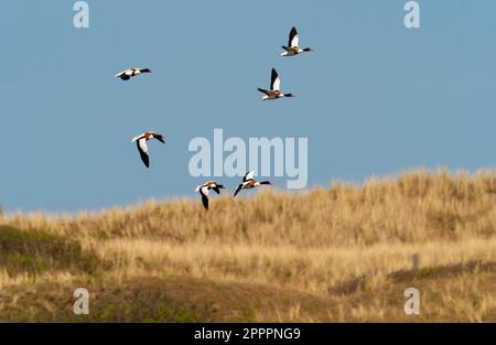 Wangerooge, Allemagne. 14th avril 2023. 14.04.2023, Wangerooge. Brandgaense (Tadorna tadorna) survole dans le ciel l'île frisonne de Wangerooge et Duenen. Crédit: Wolfram Steinberg/dpa crédit: Wolfram Steinberg/dpa/Alay Live News Banque D'Images