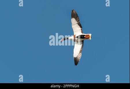 Wangerooge, Allemagne. 14th avril 2023. 14.04.2023, Wangerooge. Un Shelduck (Tadorna tadorna) vole dans le ciel au-dessus de l'île frisonne orientale de Wangerooge. Crédit: Wolfram Steinberg/dpa crédit: Wolfram Steinberg/dpa/Alay Live News Banque D'Images