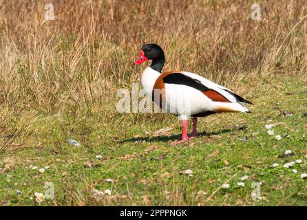 Wangerooge, Allemagne. 14th avril 2023. 14.04.2023, Wangerooge. Un Shelduck (Tadorna tadorna) se dresse dans un pré, sur l'île frisonne orientale de Wangerooge. Crédit: Wolfram Steinberg/dpa crédit: Wolfram Steinberg/dpa/Alay Live News Banque D'Images