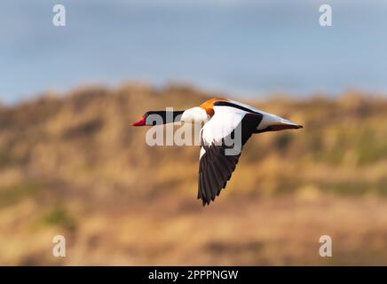 Wangerooge, Allemagne. 11th avril 2023. 11.04.2023, Wangerooge. Un Shelduck (Tadorna tadorna) survole les dunes de l'île frisonne orientale de Wangerooge. Crédit: Wolfram Steinberg/dpa crédit: Wolfram Steinberg/dpa/Alay Live News Banque D'Images