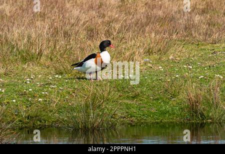Wangerooge, Allemagne. 14th avril 2023. 14.04.2023, Wangerooge. Un Shelduck (Tadorna tadorna) se dresse dans un pré, sur l'île frisonne orientale de Wangerooge. Crédit: Wolfram Steinberg/dpa crédit: Wolfram Steinberg/dpa/Alay Live News Banque D'Images