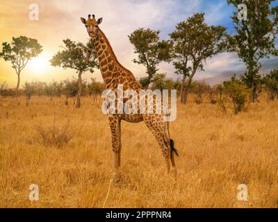 Girafe sur la savane africaine, parc national Kruger Banque D'Images