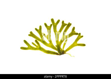 L'algue verte de Codium tomentosum ou de corne de velours isolée sur blanc. Branche d'algue verte. Banque D'Images
