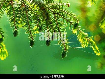 Des aiguilles d'épicéa frais dans le jardin botanique 'Flora' de Cologne - macro photographie Banque D'Images