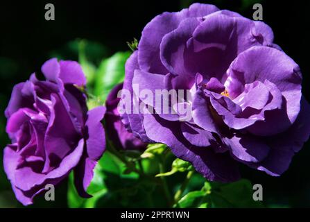 Rosa 'Rhapsody in Blue' Banque D'Images