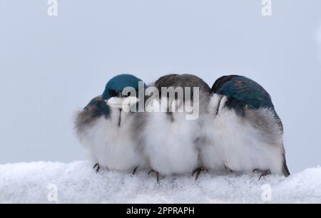 Magnifique arbre avalez les oiseaux essayant de rester au chaud après une neige de printemps. Banque D'Images