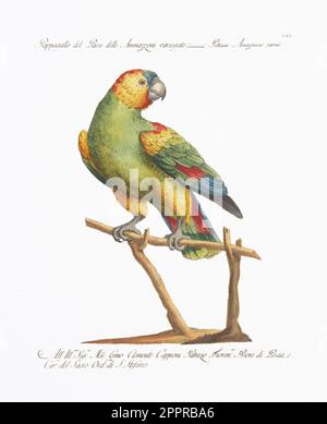 Lithographie Parrot antique. Illustration italienne du 18th siècle. Vers 1776. Banque D'Images