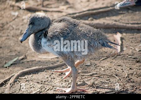 le gosling magpie a des peluches grises et des plumes blanches commencent à apparaître. Il a un oeil marron et un bec gris foncé. Banque D'Images