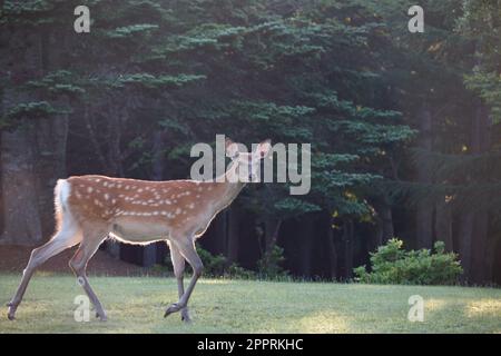 Cerf regardant la caméra tout en marchant dans la lumière du soleil du matin près de la forêt, Hokkaido, Japon Banque D'Images