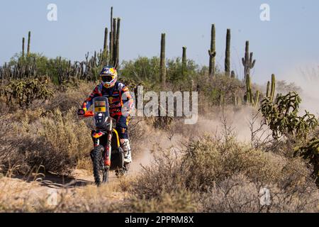 Hermosillo, Mexique. 24th avril 2023. 08 PRIX Toby (aus), Red Bull KTM Factory Racing, KTM 450 Rally Factory, FIM W2RC, action pendant la phase 1 du Sonora Rally 2023, 3rd ronde du Championnat mondial de rallye-RAID 2023, autour de Hermosillo sur 24 avril 2023 à Hermosillo, Mexique - photo DPPI crédit: DPPI Media/Alay Live News Banque D'Images