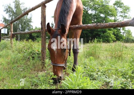 Beau cheval paître sur l'herbe verte dans les enclos en plein air Banque D'Images