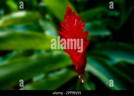 Torch Ginger, Viti Levu, Fidji Banque D'Images