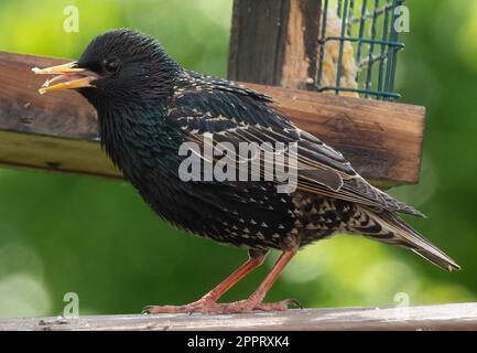 Un Starling est suspendu sur le chargeur de suet Banque D'Images