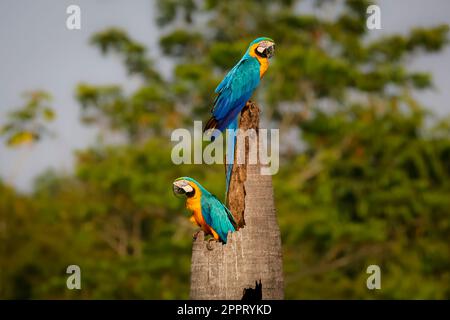 Deux aras bleu et jaune sur une souche de palmier, regardant dans une direction différente, vue latérale, sur fond naturel défoqué vert, Amazonia, San Banque D'Images