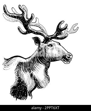 Tête de cerf avec de grandes cornes. Dessin noir et blanc Banque D'Images