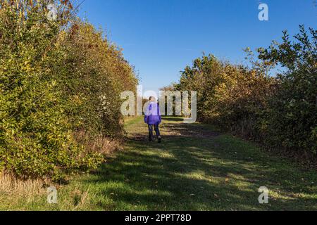 Dinton Pastures Country Park, un parc de campagne dans la paroisse civile de St Nicholas Hurst, dans le quartier de Wokinghamvin, le comté anglais du Berkshire Banque D'Images