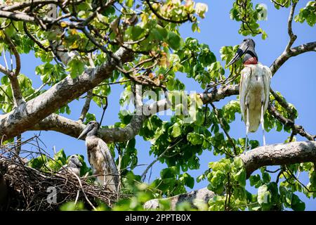 Jabaru stok regardant son jeune dans le nid dans un arbre, Pantanal Wetlands, Mato Grosso, Brésil Banque D'Images