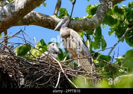 Deux oisillons de Jabarustons nichent dans leur nid dans un arbre vert, Pantanal Wetlands, Mato Grosso, Brésil Banque D'Images