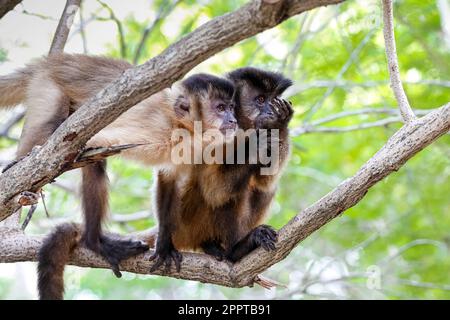 Deux jeunes singes capucins bruns percent ensemble sur une branche d'arbre, regardant à droite, Pantanal Wetlands, Mato Grosso, Brésil Banque D'Images