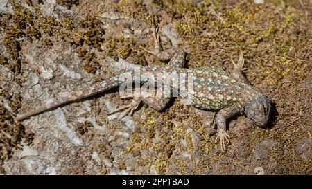 Northwestern Fence Lizard adulte se reproduisant sur le tronc d'arbre moussy, le mâle se basant et le camouflage. Comté de Santa Clara, Californie, États-Unis. Banque D'Images